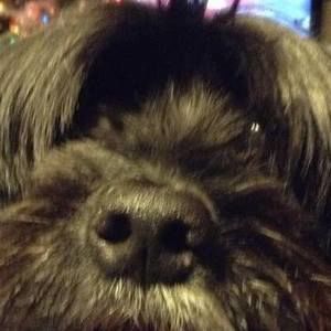 Meet your Posher, Lorri